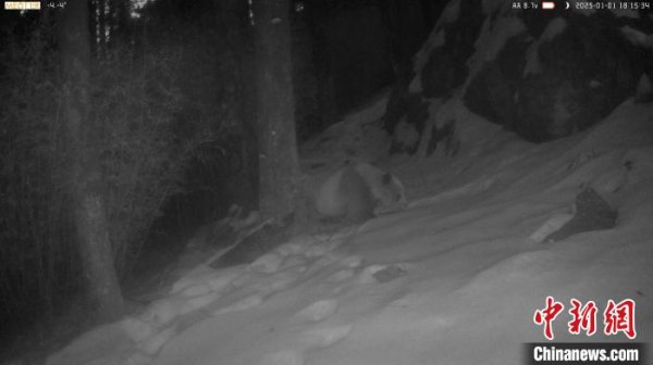 钱投网 秦岭再现罕见棕色大熊猫